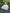 Blus med vidd, Minou